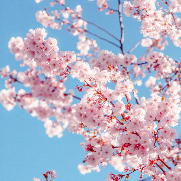 What exactly is "Jeju"?